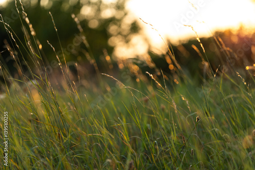 vista macro di un campo d'erba spontaneo e naturale in un ambiente di campagna, al tramonto, in estate