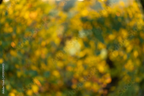 immagine sfuocata con effetto bokeh di un ambiente naturale reale dalle sfumature di colore verde e giallo