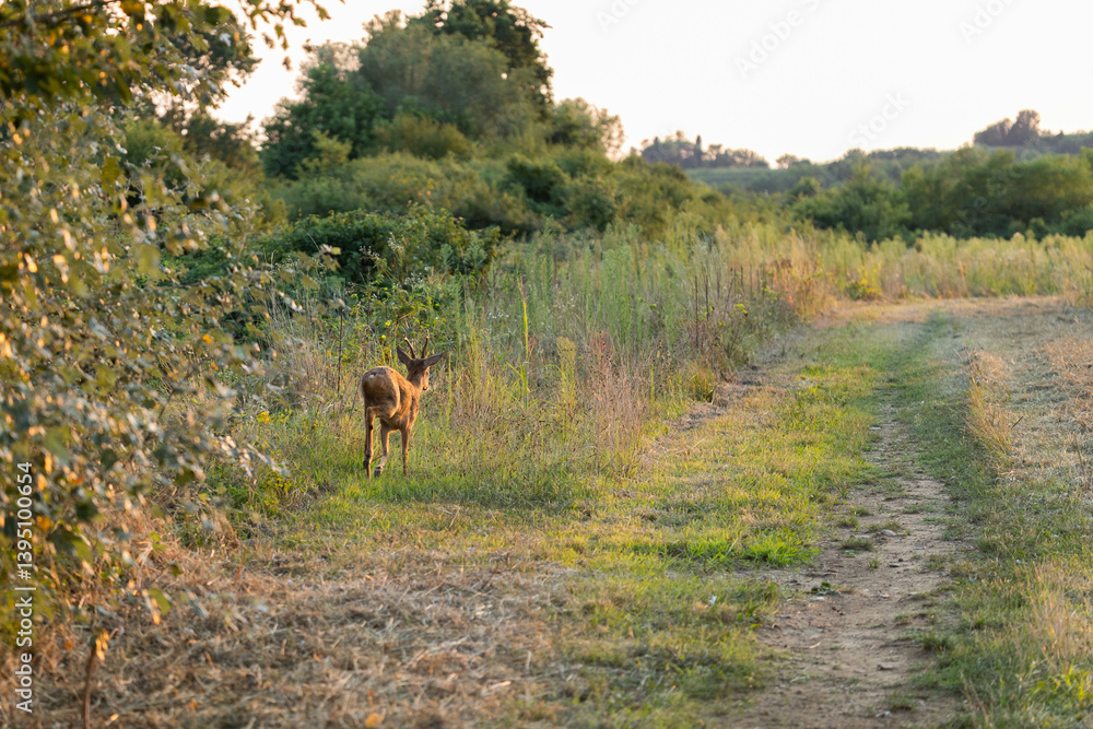 capriolo giovane, visto di spalle, mentre corre tra i campi erbosi in un ambiente di campagna, in estate, al tramonto