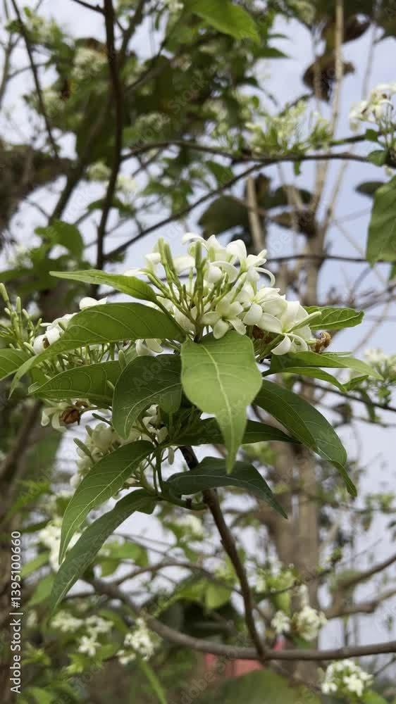 white flowers of a tree white flowers of a tree