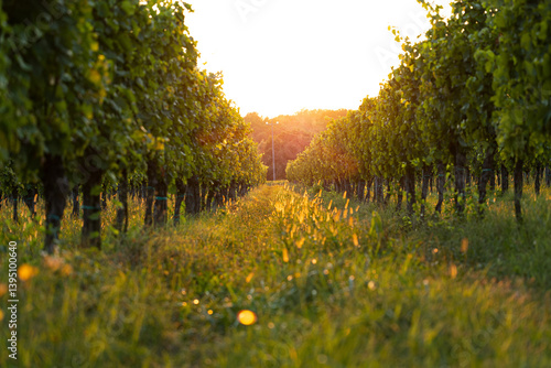 tramonto tra i vigneti in prospettiva, in estate, con una folta vegetazione
