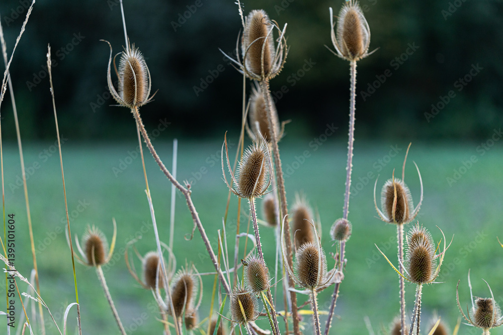 vista macro su piante di cardo dei lanaioli in un ambiente naturale di campagna, in estate, con un campo verde sullo sfondo sfuocato