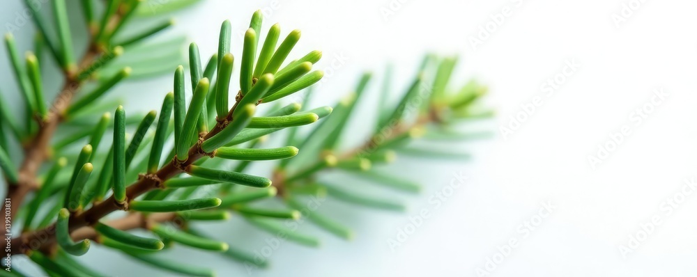 Naklejka premium Single cedar branch with needle on white background, cedar, evergreen