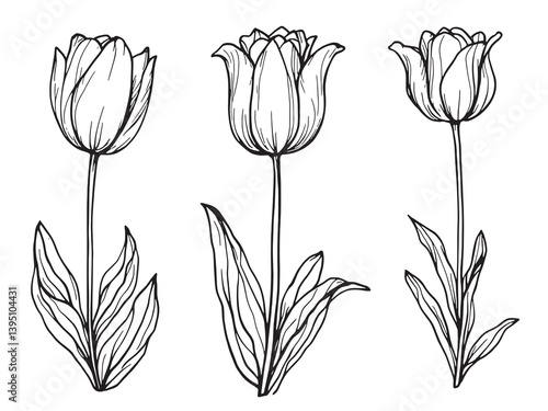 Tulip line art illustrating vibrant beauty in intricate linework form 
