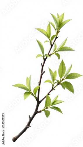 A branch with delicate leaves and stems on a white background, tree branch, nature