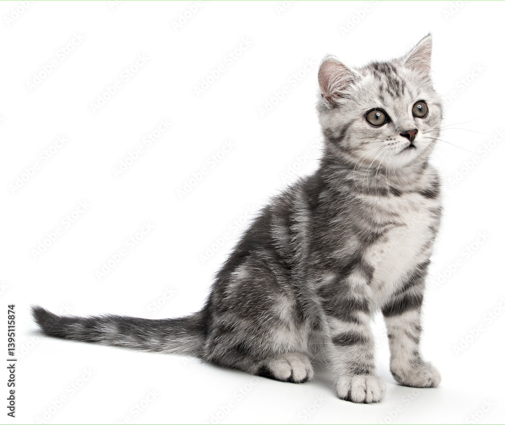Fototapeta premium Beautiful tabby gray kitten, sitting isolated on white background. Striped British shorthair small baby cat sitting posing side view, looks to right of camera. Cute portrait animal Pet Studio shot
