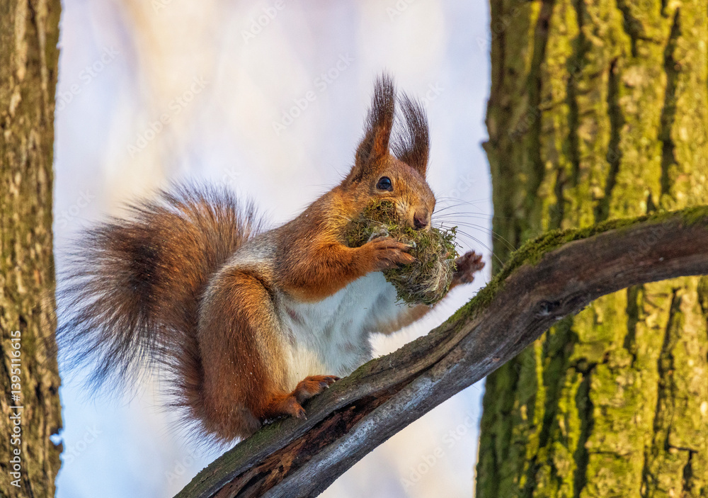 -fluffy little animal red squirrel sits on tree trunk with moss in paws and teeth for nest arrangement in spring in forest -fluffy little animal red squirrel sits on tree trunk with moss in paws and teeth for nest arrangement in spring in forest