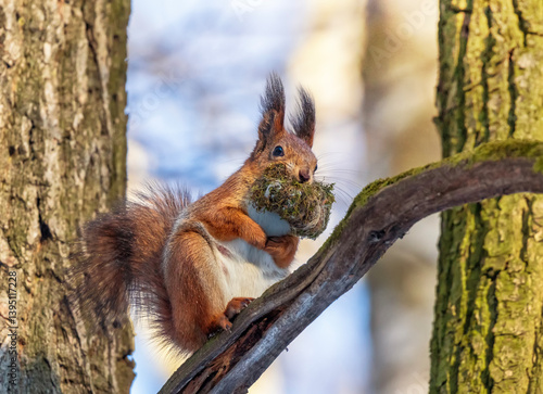 furry little animal red squirrel sits on tree trunk with moss in teeth to arr...