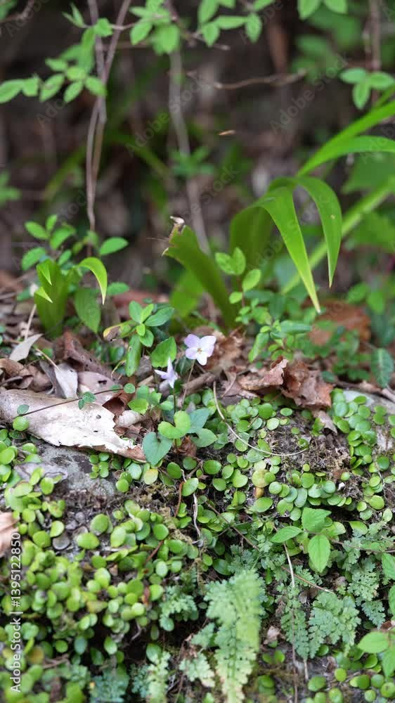 風で揺れる小さな花 風で揺れる小さな花
