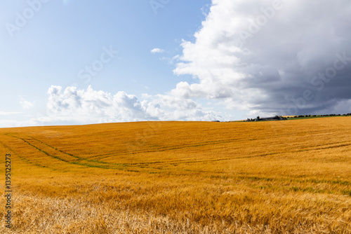 Rolling hills covered in golden wheat sway in the wind beneath a moody grey sky. A poetic landscape caught between serenity and the storm that waits on the horizon
