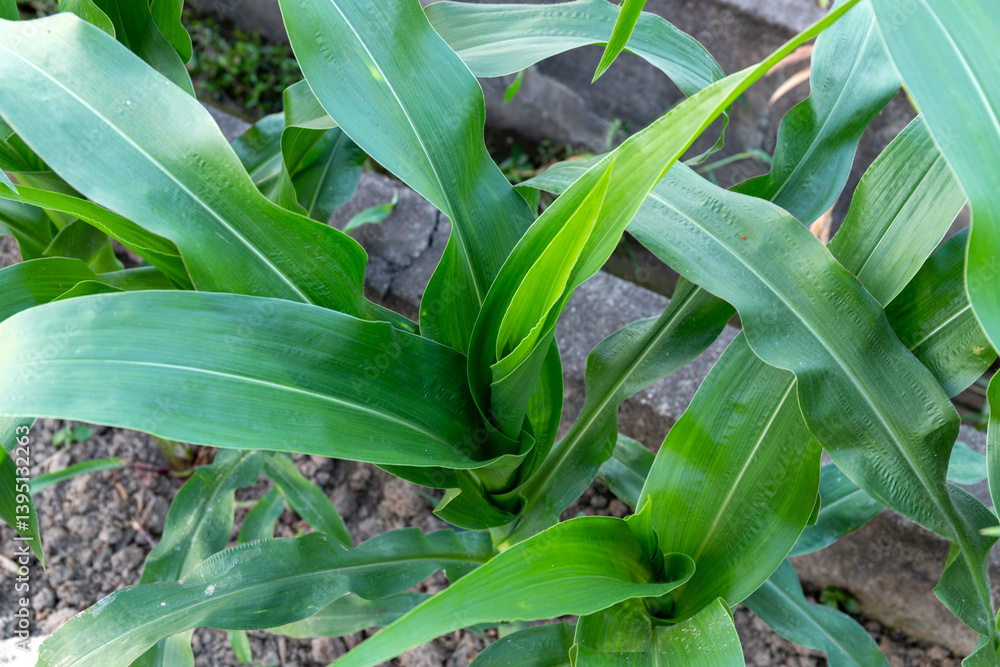 Obraz premium Green corn leaf crops