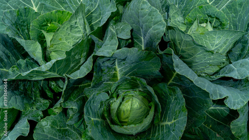 Fototapeta premium Cabbage leaves, legumes for cooking