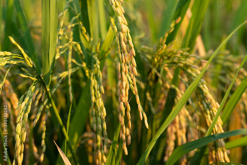 Rice ears in a paddy field Rice ears in a paddy field