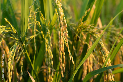 Rice ears in a paddy field