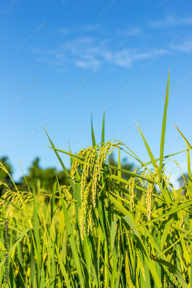 Naklejka premium Lush rice in a rice field in the daytime sun