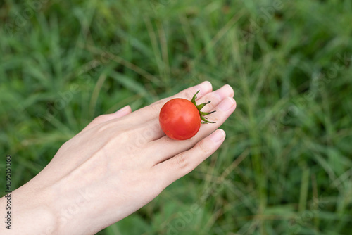 Wallpaper Mural A small tomato on the back of a woman's hand Torontodigital.ca
