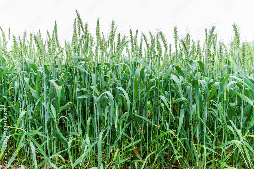 Green wheat plants Green wheat plants