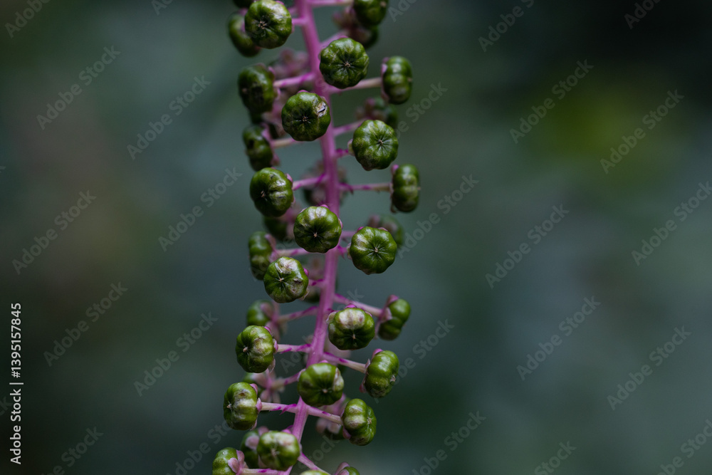 vista macro delle bacche verdi di una pianta di Phytolacca americana su sfondo sfuocato e verde scuro, in estate, nel nord Italia