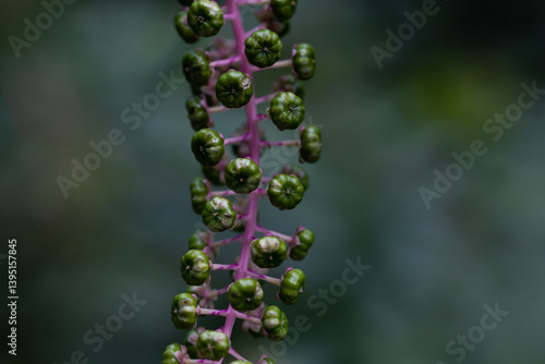 Obraz na płótnie vista macro delle bacche verdi di una pianta di Phytolacca americana su sfondo sfuocato e verde scuro, in estate, nel nord Italia w salonie