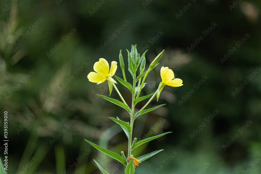 vista macro di una piccola pianta selvatica con due fiori di colore giallo e le foglie verdi, con sfondo sfuocato, in estate