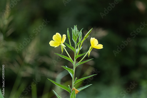 Obraz na płótnie vista macro di una piccola pianta selvatica con due fiori di colore giallo e le foglie verdi, con sfondo sfuocato, in estate w salonie
