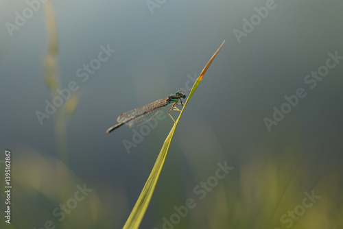 Obraz na płótnie vista macro di una libellula di colore azzurro su una lunga e sottile foglia appuntita di una pianta di palude lungo un canale d'acqua in campagna, in estate w salonie