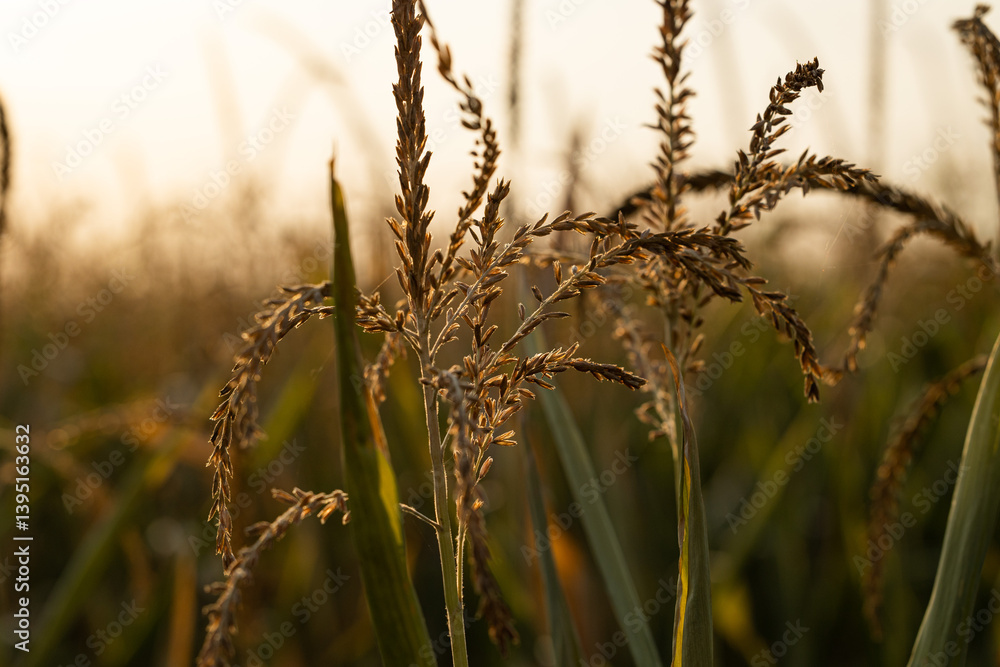 dettagli macro di alcune piante di mais mature, al tramonto, a fine estate, in un ambiente naturale di campagna in Italia