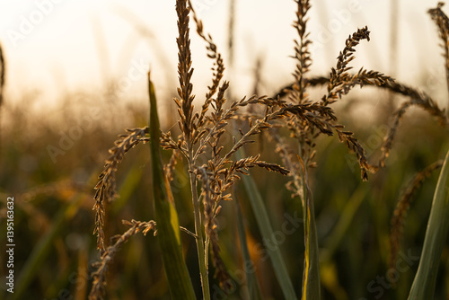 dettagli macro di alcune piante di mais mature, al tramonto, a fine estate, in un ambiente naturale di campagna in Italia