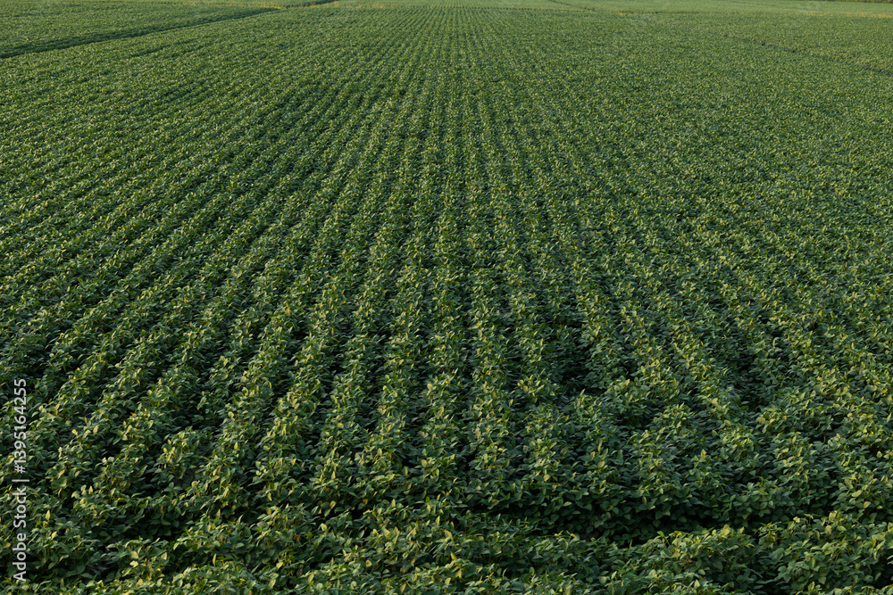 dettagli sulle piante mature e verdi di un campo di soia a fine estate