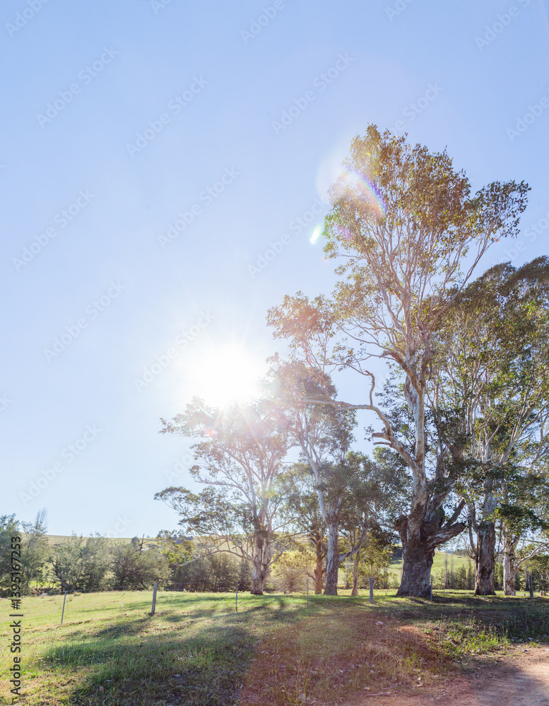 Sun flare through gum trees in paddock beside gravel road Sun flare through gum trees in paddock beside gravel road