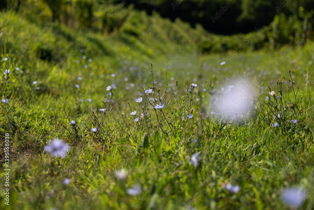 campo d'erba in collina nella campagne dell'Italia nord-orientale, di giorno, pieno di fiori viola, in estate