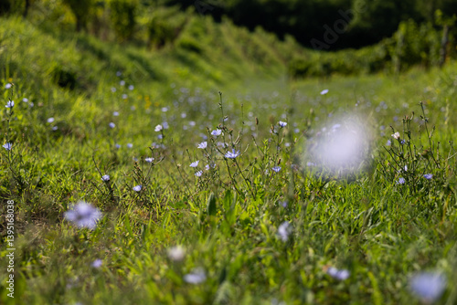 Obraz na płótnie campo d'erba in collina nella campagne dell'Italia nord-orientale, di giorno, pieno di fiori viola, in estate w salonie