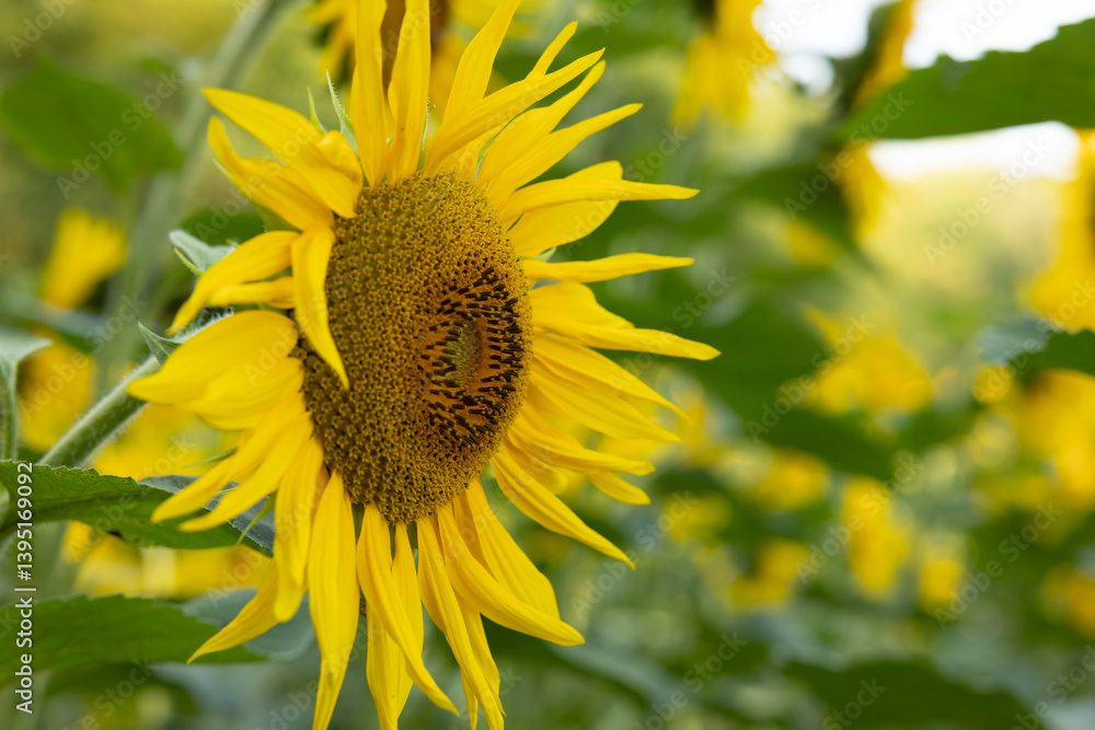 vista macro di un fiore di girasole in primo piano in un campo coltivato, con tanti fiori sullo sfondo sfuocato, di giorno, in estate