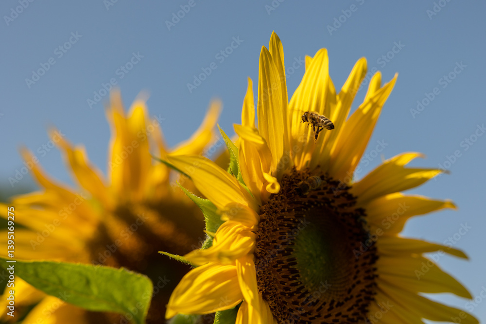vista macro di un'ape in volo vicino ad un fiore di girasole, in primo piano, di giorno, in estate, con altri girasoli ed il cielo sereno sullo sfondo