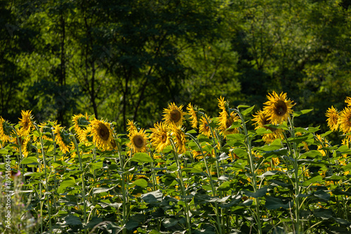 dettagli di un campo di girasoli maturi, di giorno, in estate, in un ambiente naturale di campagna, in Italia
