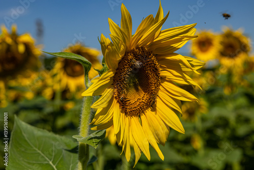 Obraz na płótnie vista macro di un fiore di girasole in primo piano in un campo coltivato, con tanti fiori sullo sfondo sfuocato ed il cielo sereno, di giorno, in estate w salonie
