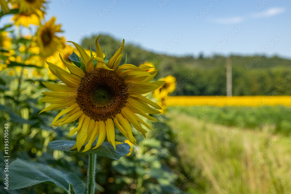 vista macro frontale di un girasole maturo in primo piano, di giorno, con cielo sereno, in estate, con un vasto campo di girasoli sullo sfondo sfuocato