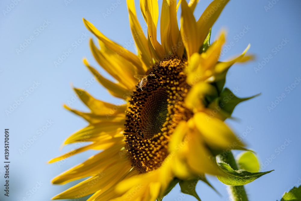 vista macro dettagliata, di lato e dal basso, di un fiore di girasole, maturo, di giorno, in estate, con cielo azzurro e sereno sullo sfondo, in un campo