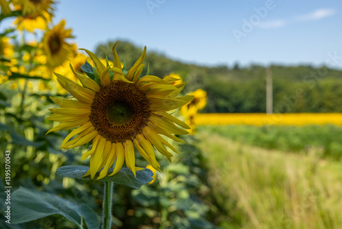 Obraz na płótnie vista macro frontale di un girasole maturo in primo piano, di giorno, con cielo sereno, in estate, con un vasto campo di girasoli sullo sfondo sfuocato w salonie