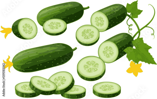 Green ripe cucumber. Vector set of half and slices cucumber with stem leaves, seeds and flower. Organic green vegetable for healthy food, salad, diet, nutrition. Agricultural product. Plant growth