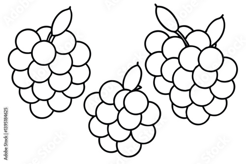 burmese grapes line art drawing and illustration