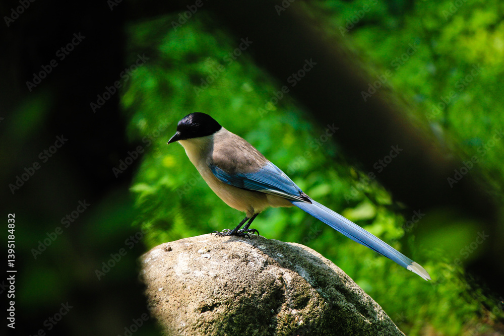Obraz premium blue tit on branch 