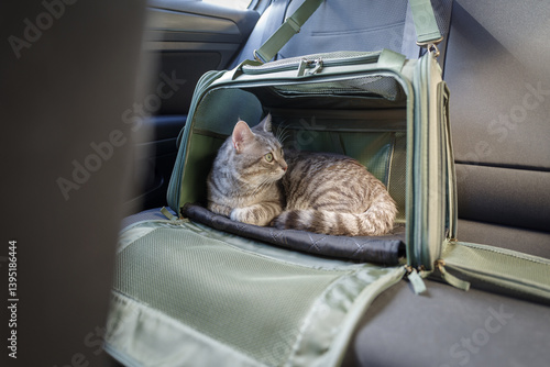 Obraz na płótnie Tabby cat in pet carrier riding in a car w salonie