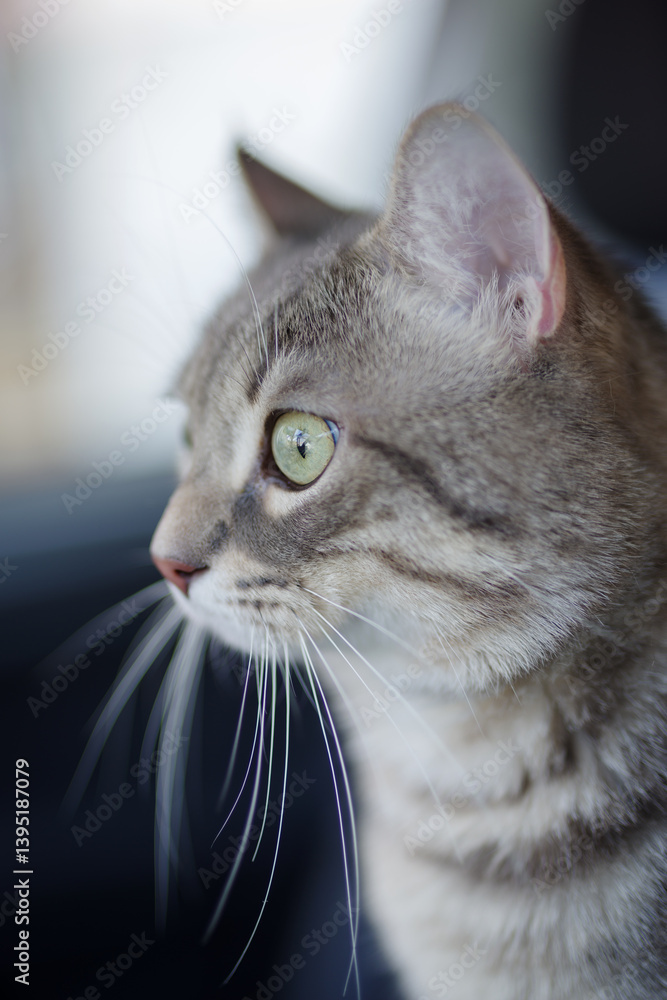 European Shorthair cat portrait