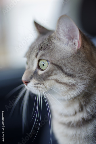 Obraz na płótnie European Shorthair cat portrait w salonie