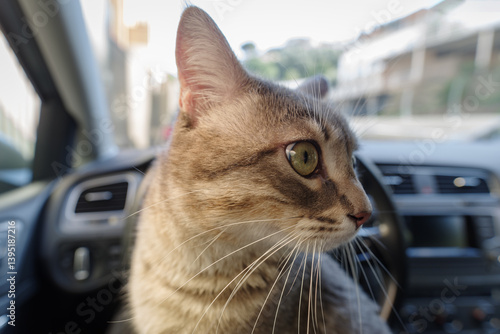 Cat riding in a car