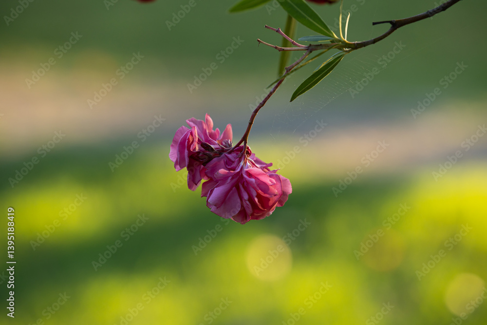 vista macro in primo piano di alcuni fiori color magenta appesi ad un ramo di una pianta con sfondo sfuocato e color verde brillante