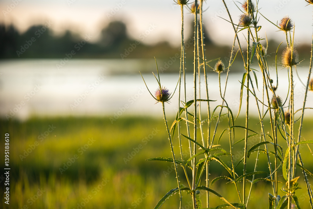 piante verdi di cardo in primo piano, dal fusto alto e sottile e piene di spine appuntite, di giorno, in estate, con un ambiente naturale, con un lago, prati e alberi sullo sfondo sfuocato