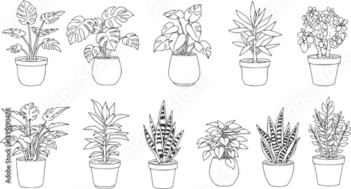 Houseplants. Vector set of outline drawings plants, succulents in pot. Indoor exotic flowers with stems and leaves. Monstera, Ficus, pathos, yucca, dracaena, cacti, snake plant for home and interior