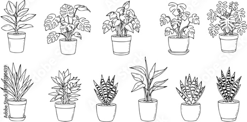 Houseplants. Vector set of outline drawings plants, succulents in pot. Indoor exotic flowers with stems and leaves. Monstera, Ficus, pathos, yucca, dracaena, cacti, snake plant for home and interior